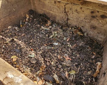 compost début de maturation