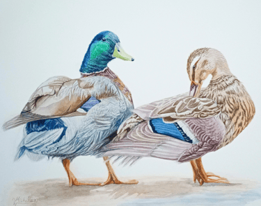 Mallard Ducks