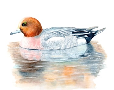 Wigeon Duck