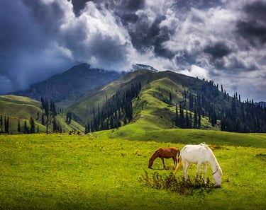 Siri paye at Shogran Valley