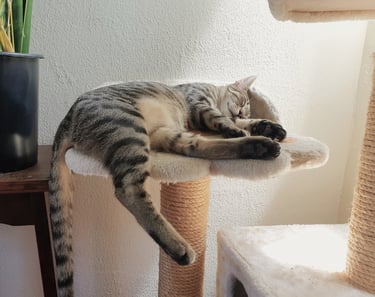 a cat laying on a cat tree