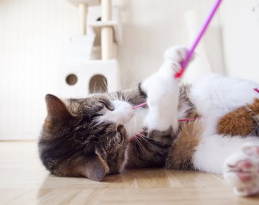 a cat laying on the floor with a toy in its mouth