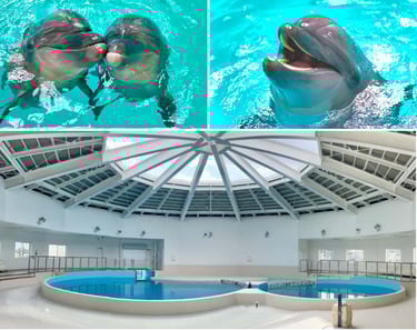 屋内プール施設「ノアドルフィンドーム」の全景とイルカ用プールとイルカたち|堺市のニュースならサカイタイムズ