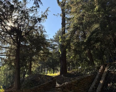 Terraza para eventos woodscape