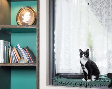 A black and white cat sitting in a window beside a bookshelf