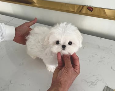Teacup Maltese Puppies for Sale