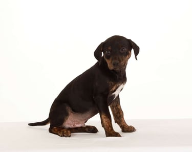 Catahoula Leopard Puppies for Sale