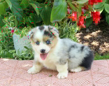 Pembroke Welsh Corgi Puppies for Sale