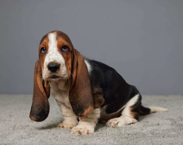 Basset Hound Puppies for Sale