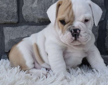 Beabull Puppies for Sale