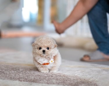 Teacup Maltipoo Puppies for Sale