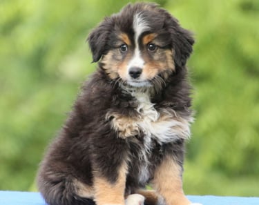 Miniature Australian Shepherd Puppies for Sale