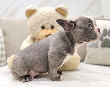 Frenchton Puppies for Sale 
