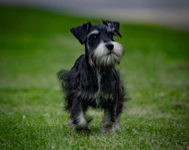 Schnauzer Puppies for Sale