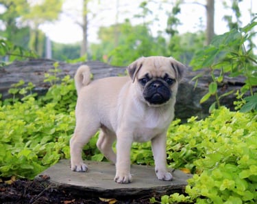 Pug Puppies for Sale