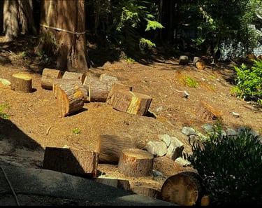 Large tree stumps and trunk being removed in Woodinville, WA
