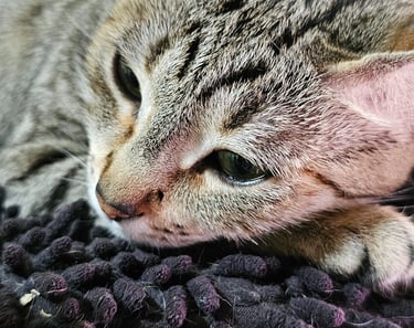 a cat laying on a blanket on a couch