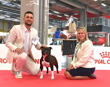 Staffordshire Bull Terrier Grecalestaffs Stubborn Fighter Jin con la giudice Sara Van Wijk
