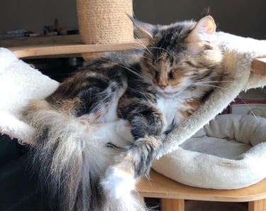 a cat MAINE COON is laying on a cat tree