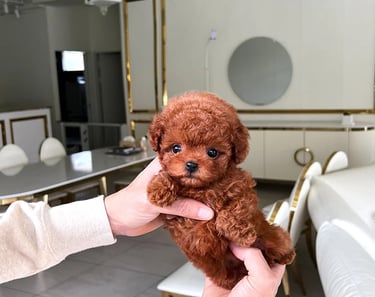 Poodle Puppies for Sale