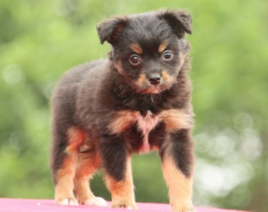 Australian Shepherd Puppies for Sale