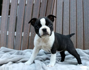 Boston Terrier Puppies for Sale