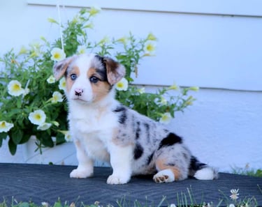 Corgi Puppies for Sale