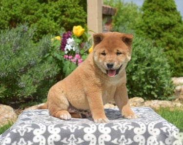 Shiba Inu Puppies for Sale 