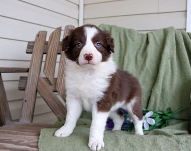 Border Collie Puppies for Sale