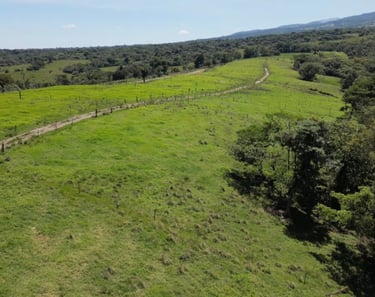 Fincas lecheras en Costa Rica
