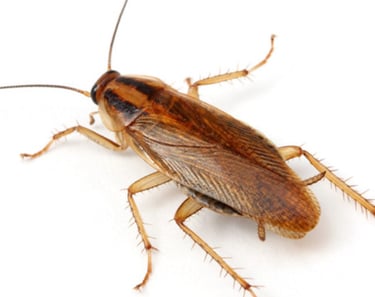 Cockroach pest photo for identification, Dorval pest control