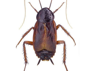blatte Orientale