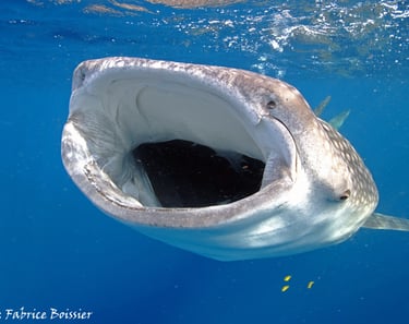 gueule ouvert d'un requin baleine