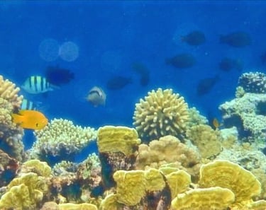 サンゴ礁と水中の魚をシュノーケリングで観察