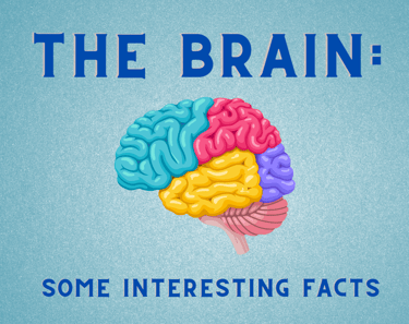 Brain, Brain Facts, Brain Injury, Evolve Neuro Rehab, Stroke, Brain Injury, Rehabilitation, Neuro
