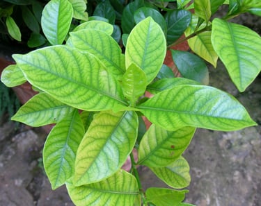 Agrume aux feuilles jaunes, malade d'une chlorose ferrique