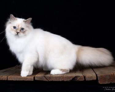 Blåskilpaddemasket Hellig Birma | Supreme Champion Sabine Annebelle