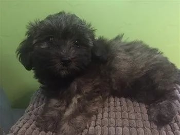 sable-maltipoo