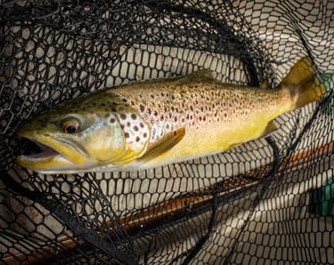 brown trout fly fishing Watauga river TN
