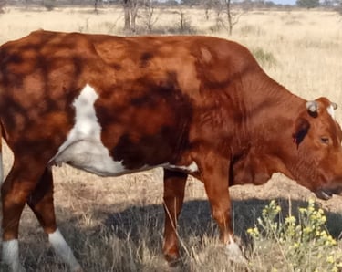 Dual-purpose cattle breed grazing in dry grassland, showing healthy nutrition and proper cattle care
