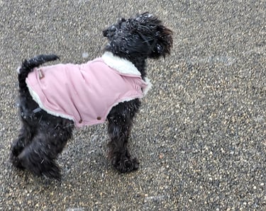 Trudi,, Schnauzer sous la neige