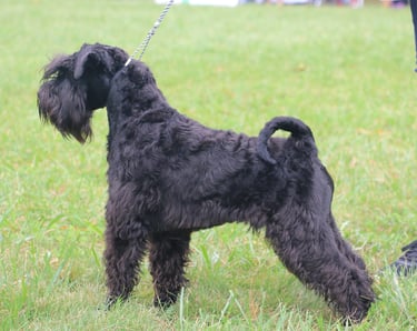 Vintus en expo, meilleur puppy