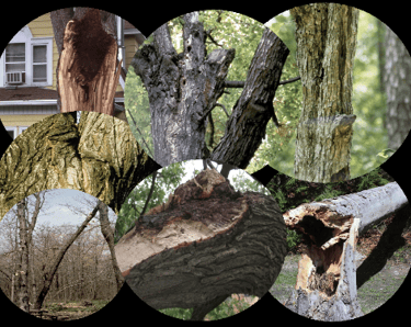 tree health assessment