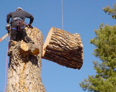 Tree removal