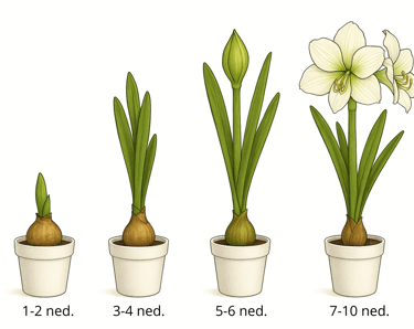 amaryllis life cycle