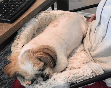 Jazi sleeping in Furr Lap while lady works at desk