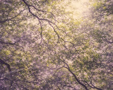 Dreamy low angle view of sun shining through green tree canopy with a purple haze.