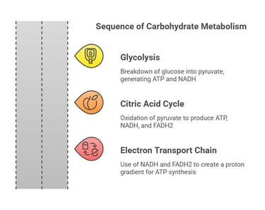 carbohydrate metabolism sequence 1