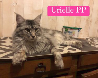 a cat  maine coon polydactylcat laying on top of a dresser