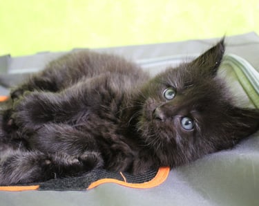 a black kitten kitten sitting on top of a suitcase